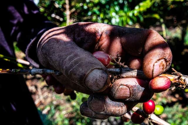 A worker cuts and collects coffee fruits in a coffee plantation.