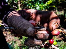 A worker cuts and collects coffee fruits in a coffee plantation.