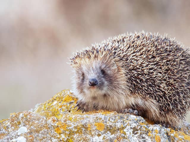 Hedgehogs hibernate all winter