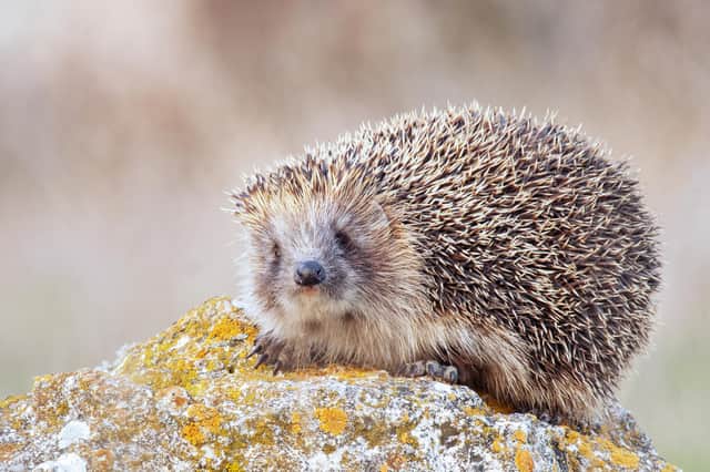 Do squirrels, hedgehogs and mice hibernate? These are the animals that go  into hibernation in winter in the UK | The Scotsman