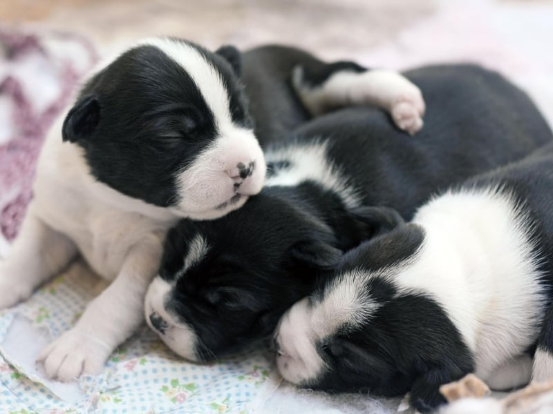 Known as 'The American Gentleman' in its native USA, the Boston Terrier is also popular on this side of the Atlantic - with 2,143 registrations in 2021.