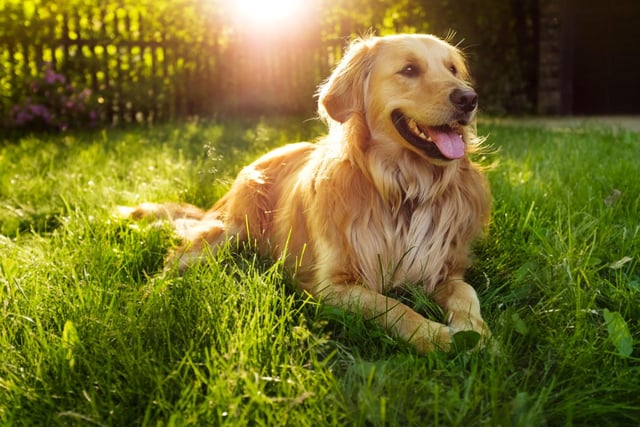 The Golden Retriever may be a very close cousin of the Labrador, but that thick coat means they are three times more likely to develop heatstroke.