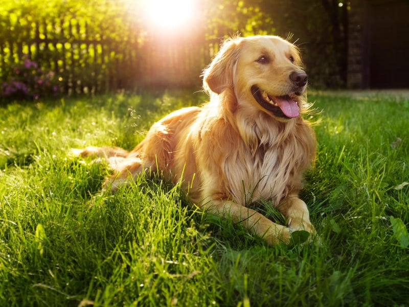 The Golden Retriever may be a very close cousin of the Labrador, but that thick coat means they are three times more likely to develop heatstroke.