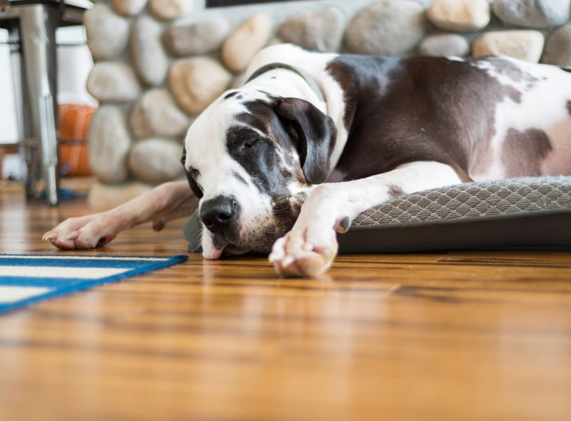 Small dogs tend to live longer than larger dogs and that's certainly the case for the Great Dane. Sadly they have one of the shortest average lifespans of any dog breed - just 7-10 years.