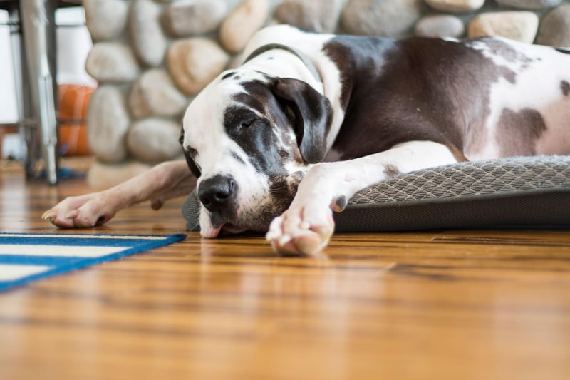 Small dogs tend to live longer than larger dogs and that's certainly the case for the Great Dane. Sadly they have one of the shortest average lifespans of any dog breed - just 7-10 years.