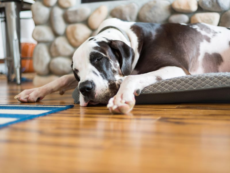 Small dogs tend to live longer than larger dogs and that's certainly the case for the Great Dane. Sadly they have one of the shortest average lifespans of any dog breed - just 7-10 years.