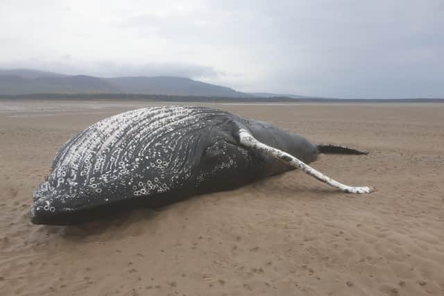 Marine experts are saying entanglement cases are increasing among large marine animals (Stefanie/Highland Croft)