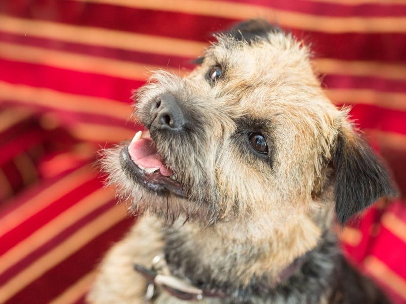Poppy takes seventh spot in the most popular Border Terrier names. It simply means 'red', coming from the flower of the same name.
