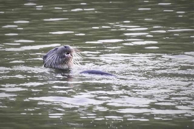Duncan Stewart watched as the playful animal took a dip in the loch near Arthur's Seat.