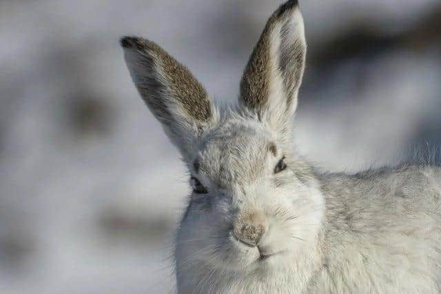 A vote in the Scottish Parliament outlawed the culling of mountain hares.