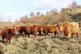 Cattle equipped with the 21st-century equivalent of a cowbell
Pic: Forestry & Land Scot