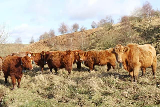 Cattle are to be equipped with the 21st-century equivalent of a cowbell
Pic: Forestry & Land Scot
