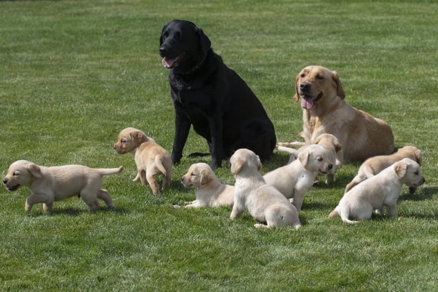 Eleven guide dog puppies have been given names inspired by Taylor Swift's lyrics and song titles.