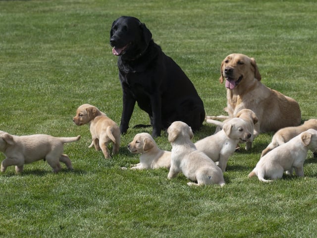 Eleven guide dog puppies have been given names inspired by Taylor Swift's lyrics and song titles.