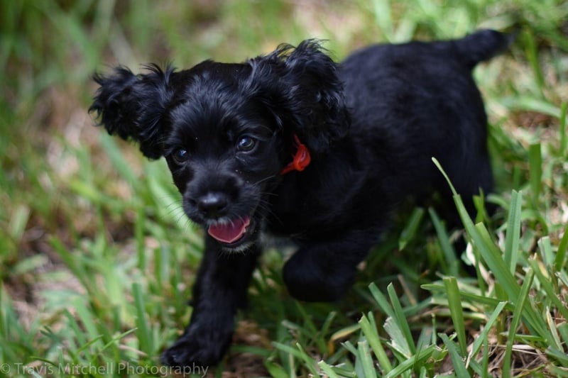 The bouncy Boykin Spaniel was made state dog of South Carolina in 1985. It was bred to hunt wild turkeys and ducks in the Wateree River Swamp area of the state.