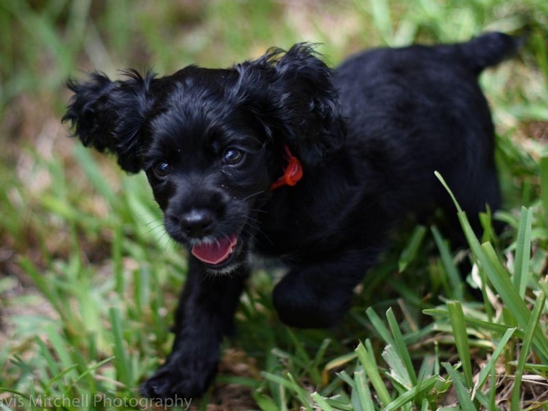 The bouncy Boykin Spaniel was made state dog of South Carolina in 1985. It was bred to hunt wild turkeys and ducks in the Wateree River Swamp area of the state.