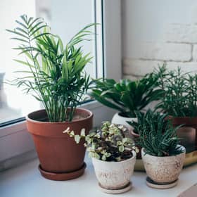 Is now the right time to try your hand at caring for plants? (Photo: Shutterstock)