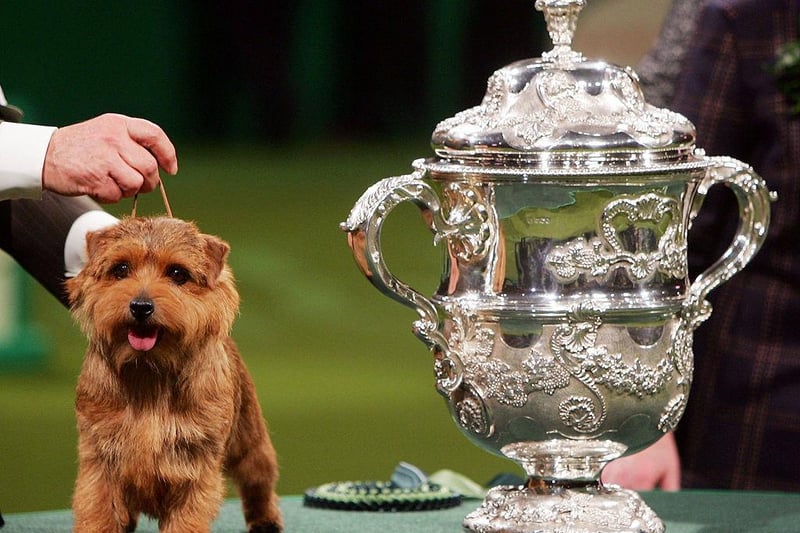 A Norfolk Terrier with the tongue-twisting name 'Cracknor Cause Celebre' was Best in Show at the 102nd Crufts dog show in 2005.