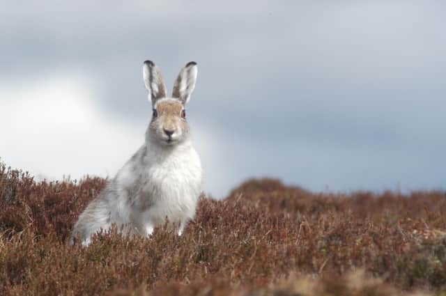 The mountain hare – Lepus timidus – Scotland’s only native hare and Great Britain’s only native lagomorph,