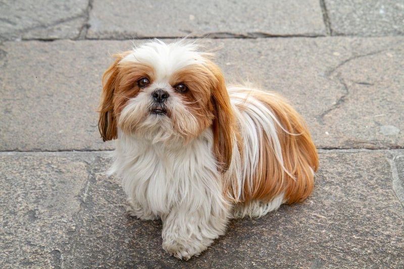 Another small dog with a small voice, the Shih Tzu would rather curl up on your lap for a good pat than make a racket.