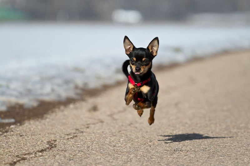 Many Miniature Pinscher owners have been left asking themselves how such a small dog can get quite so dirty. The answer, it seems, is 'quite easily'.