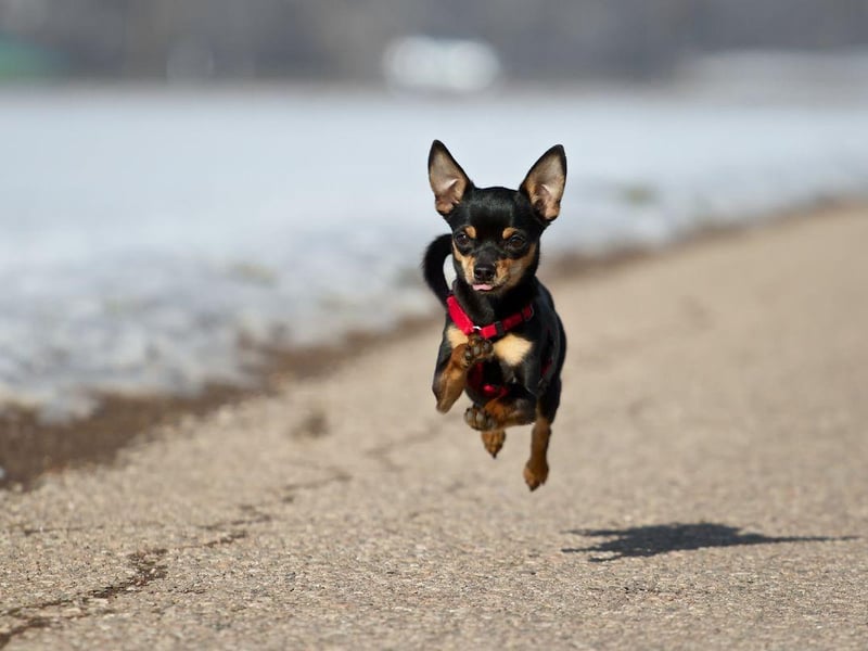 Many Miniature Pinscher owners have been left asking themselves how such a small dog can get quite so dirty. The answer, it seems, is 'quite easily'.