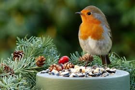 Do you know why the robin will be on our cards this Christmas?