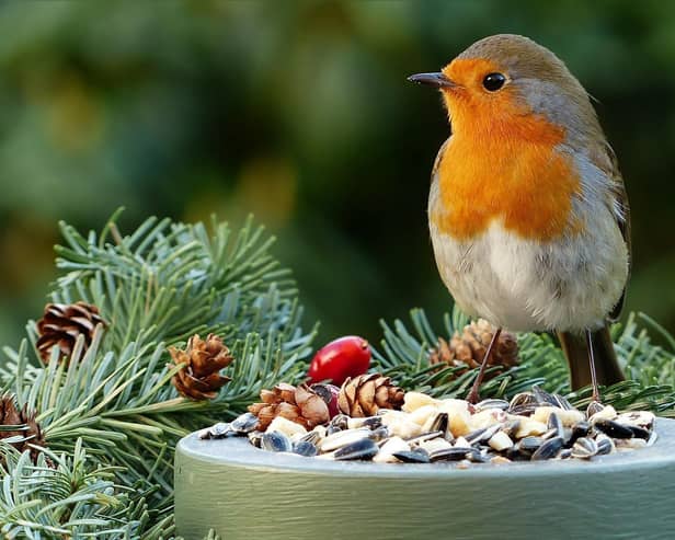 Do you know why the robin will be on our cards this Christmas?