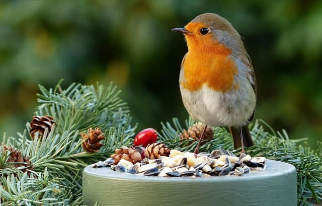 Do you know why the robin will be on our cards this Christmas?