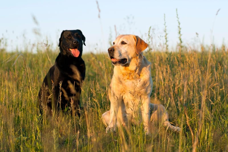 Labrador Retrievers are the UK's favourite breed of dog - partly due to their friendly disposition. This counts against them as a guard dog though, while their innate greed means that it tends to only take a couple of treats to get around them.