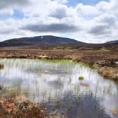 We urgently need to protect places like Scotland’s vast expanses of blanket bog (Picture: Mae Mackay)