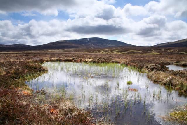 We urgently need to protect places like Scotland’s vast expanses of blanket bog (Picture: Mae Mackay)