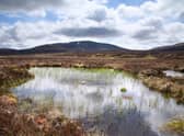 We urgently need to protect places like Scotland’s vast expanses of blanket bog (Picture: Mae Mackay)