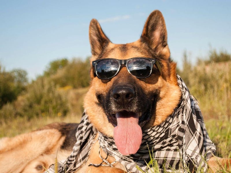 Another breed that forms a deep and intense bond with one person, the German Shepherd will make you feel both loved and protected.