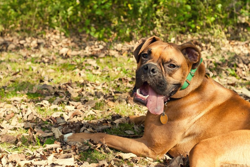 Suffering from all the same issues as the Pug, the Boxer also doesn't realise that it's getting too hot while dashing about on its daily basis. Ensuring your pet takes plenty of breaks is important with this breed.