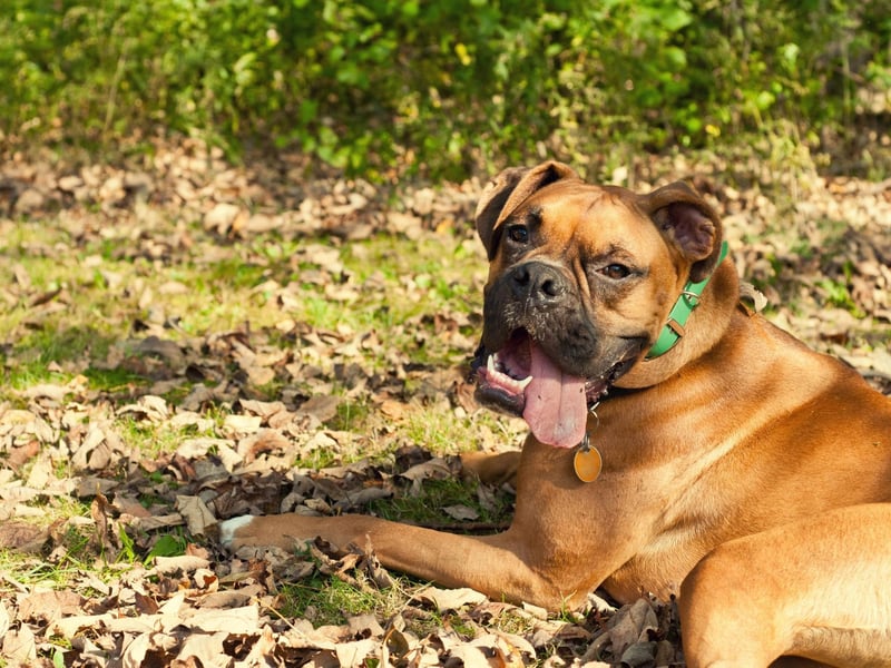 Suffering from all the same issues as the Pug, the Boxer also doesn't realise that it's getting too hot while dashing about on its daily basis. Ensuring your pet takes plenty of breaks is important with this breed.