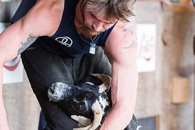 Sheep shearing is always a popular event at The Royal Highland Show, Ingliston, Edinburgh Pic: RHS