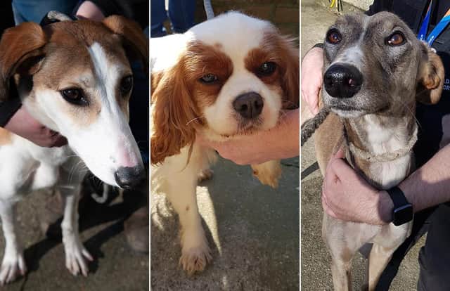 Do you recognise these dogs?
