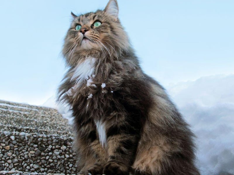 This big, fluffy cat breeds have bags of energy but is known to enjoy big sleeps after a burst of running.