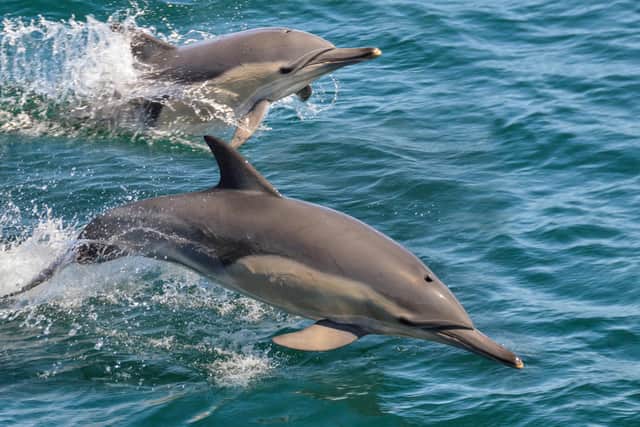 Dolphins in South Africa. Picture: PA Photo/iStock.