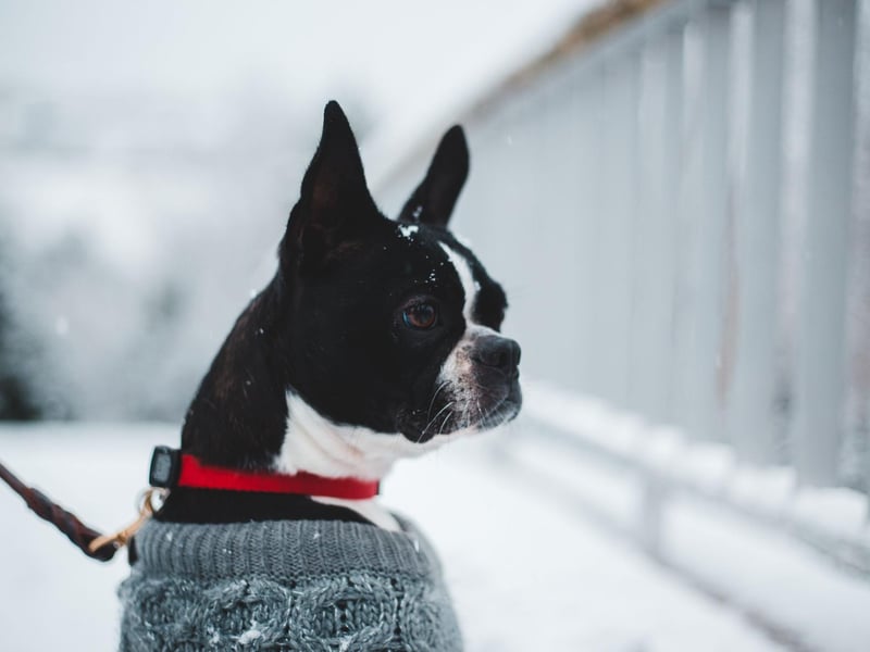 Boston Terriers are often confused with French Bulldogs but it's actually quite easy to tell them apart - Boston Terriers' ears are pointed, while Frenchies' are rounded.