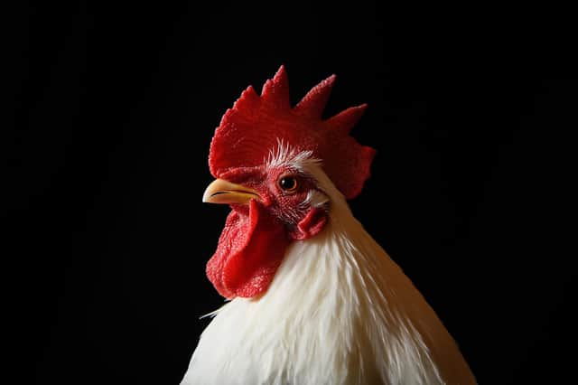 Are chickens have a sense of their nationality? Do some hold communist beliefs? (Picture: Leon Neal/Getty Images)