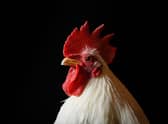 Are chickens have a sense of their nationality? Do some hold communist beliefs? (Picture: Leon Neal/Getty Images)
