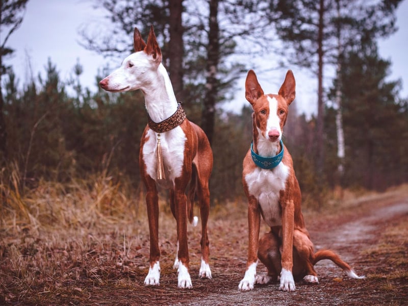 The rare (in the UK at least) Ibizan Hound was bred in the sunny Balearics from dogs that previously lived in the sweltering deserts of Egypt. Wherever they may live today, this is a breed that retains a love of warm temperatures and don't get on well with chilly temperatures.