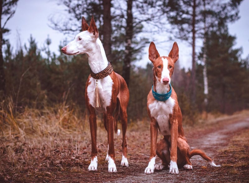 The rare (in the UK at least) Ibizan Hound was bred in the sunny Balearics from dogs that previously lived in the sweltering deserts of Egypt. Wherever they may live today, this is a breed that retains a love of warm temperatures and don't get on well with chilly temperatures.