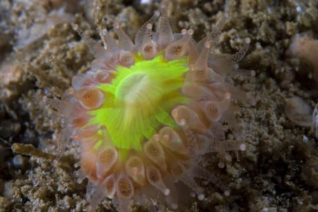 A close-up of a Devonshire cup coral attached to a raised cave shelf. Diamond Cave, Fair Isle. ©Graham Saunders