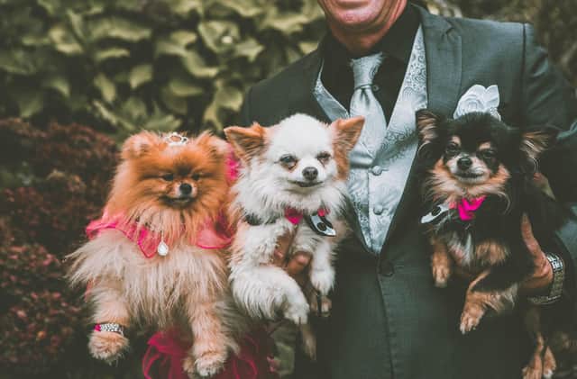 It's no longer unusual to see dogs playing a part in weddings.