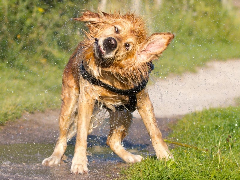 Following a dreich spell of weather you might find yourself all drookit and all this means is that you are “drenched”. In Lennoxtown, Scotland, we have a pub called The Drookit Dug as ‘drenched’ and ‘dog’ imagery go hand in hand.