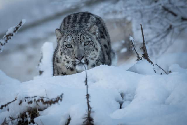 Koshi the snow leopard (RZSS Media).