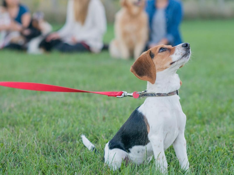 The average cost of a private group dog training class is £45 per session, so a four-week course would set you back £180. However, many local charities, such as the Dog’s Trust, run cheaper four-week courses for just £65– a saving of £115.